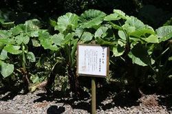 IMG_0523_R.JPG